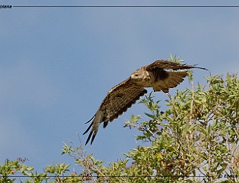 Animali 123